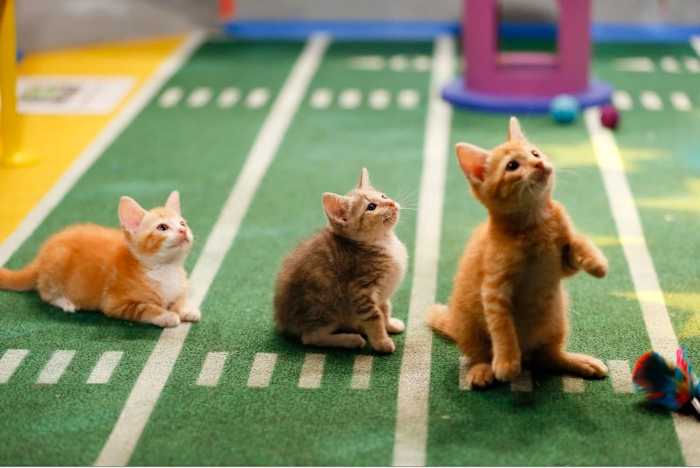 Puppy-Bowl-X-halftime-kittens(2).jpg